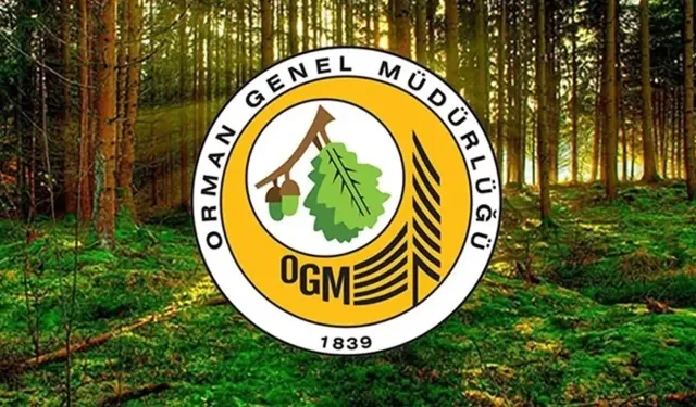 Orman Emvali İstifleme İşi