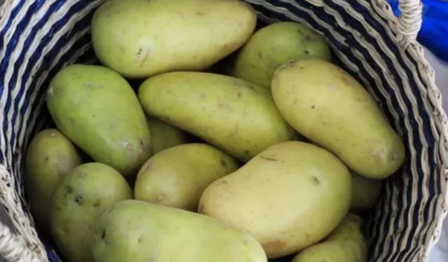 Prof. Dr. Oytun Erbaş’tan yeşillenmiş patates uyarısı “Ölümcül olabilir”