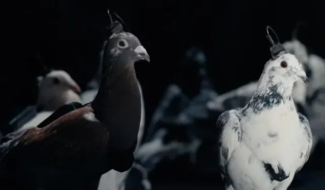 Rusya’dan gözetimde yeni adım çipli güvercinler