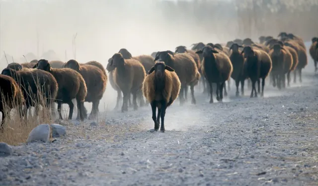 Ağrı Dağı eteklerinde damızlık morkaraman yetişiyor