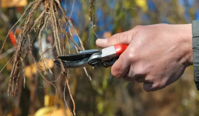 Aralık ayında budanan kiraz ağaçları yazın bol ürün veriyor