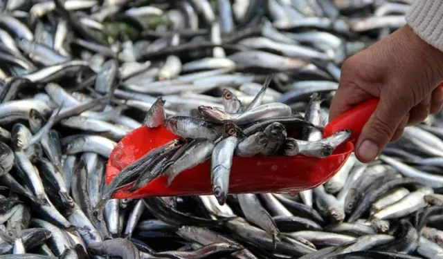 Aralık ayının en faydalı balıkları açıklandı