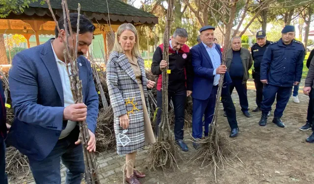 Aydın Nazilli’de çiftçilere 4 bin kestane fidanı desteği verildi