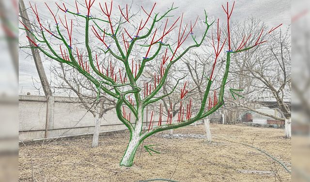 Doğru budama, meyve ağaçlarında verimi yıllarca belirliyor