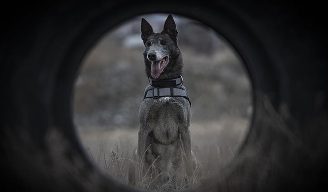 Kadavra köpeği Melo, depremden cinayete iz sürüyor