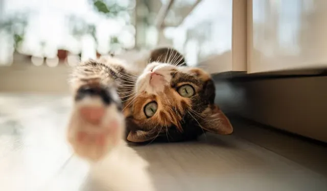 Kedinizin Bu Davranışı Alarm Veriyor: Uzmanlar Uyarıyor