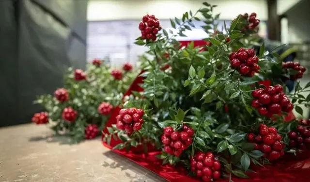 “Kokina” değil! gerçek adı herkesi şaşırtıyor