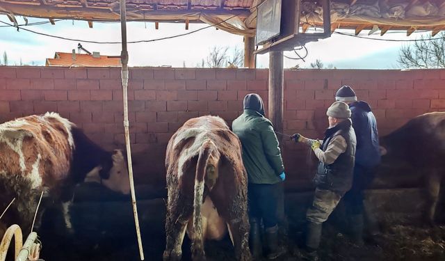 Kütahya Altıntaş’ta büyükbaş hayvanlara aşı yapıldı