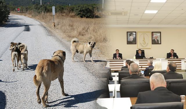 Kütahya’da toplanan sahipsiz hayvan sayısı açıklandı