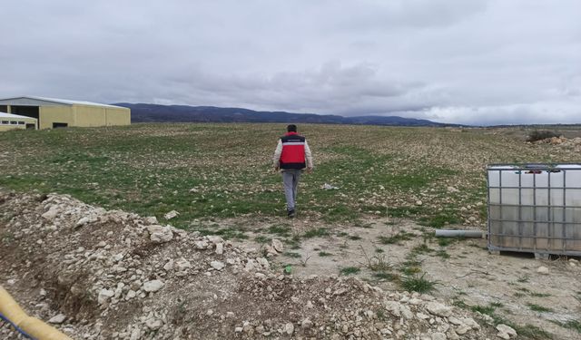 Kütahya Emet'te arpa tarlalarında fenolojik gözlem