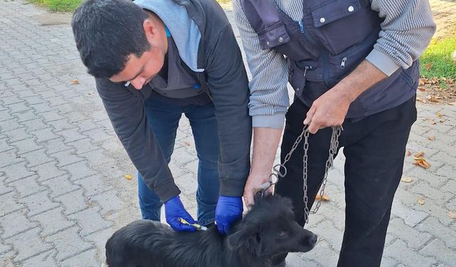 Kütahya Emet'e mikroçip ve aşılama sürüyor