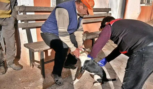 Kütahya Emet’te kedi ve köpeklere kuduz aşısı uygulandı