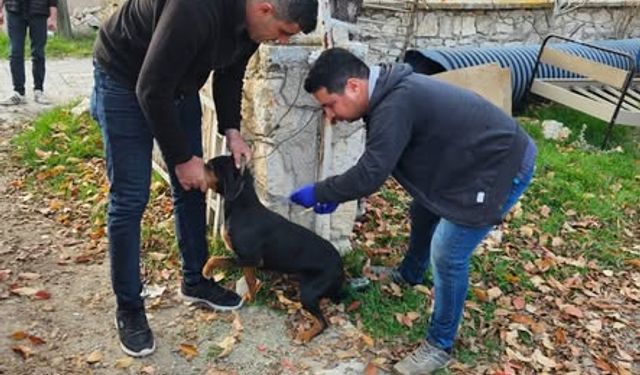 Kütahya Emet’te kedi ve köpeklere mikroçip uygulaması