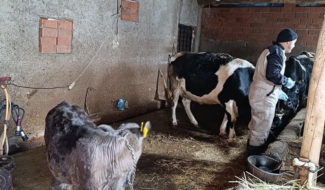 Kütahya Gediz’de buzağı kimliklendirme çalışması yapıldı