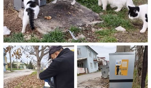 Kütahya Gediz’de sahipsiz canlara destek: Beslenme noktaları yerleştirildi