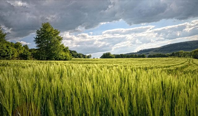 Kütahya'nın Merkezinde Tarla Satılacak: Mahkeme Son Tarihi Duyurdu