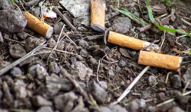 Sigara izmaritleri doğayı sessizce zehirliyor
