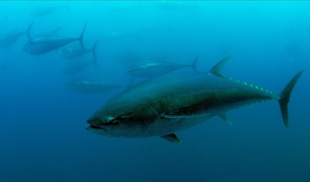 Türkiye’nin mavi yüzgeçli orkinos kotasında rekor artış