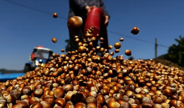 Üç ayda 21 borsada 138 bin tonu aşkın fındık satışı gerçekleşti