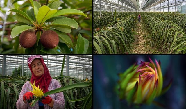 8 tropikal meyve çeşidi Milli Çeşit Listesi’ne alındı