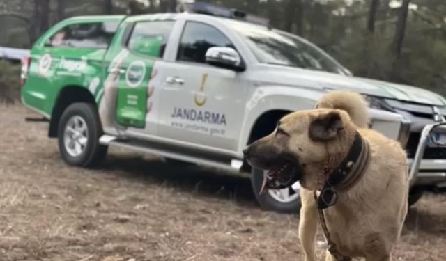 Afyonkarahisar'da köpek dövüştüren 14 şüpheli yakalandı