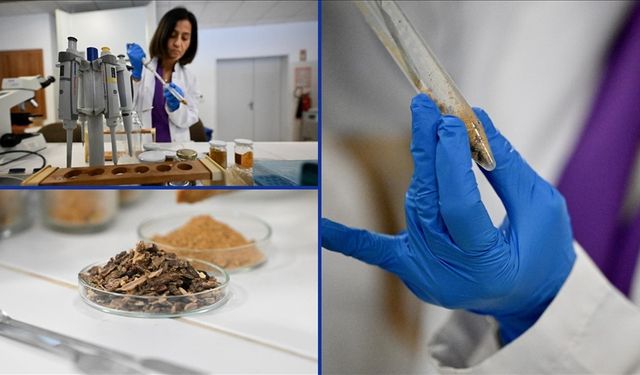 Çocuklarda propolisin etkileri araştırıldı