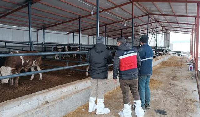 Kütahya Altıntaş’ta hayvancılık işletmelerinde kapasite tespiti