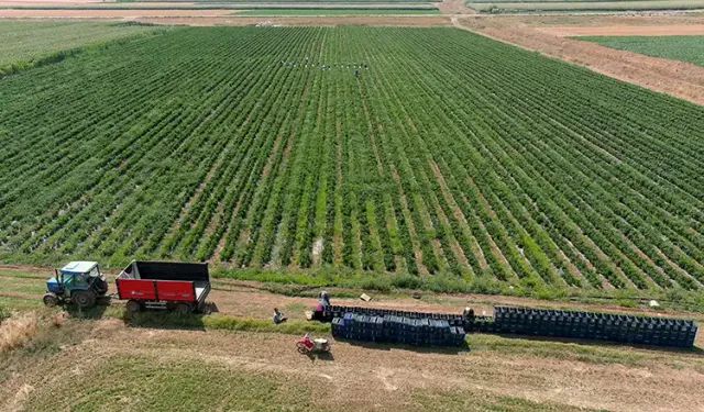 Kütahya’daki çiftçi ve tarım alanı sayısı açıklandı