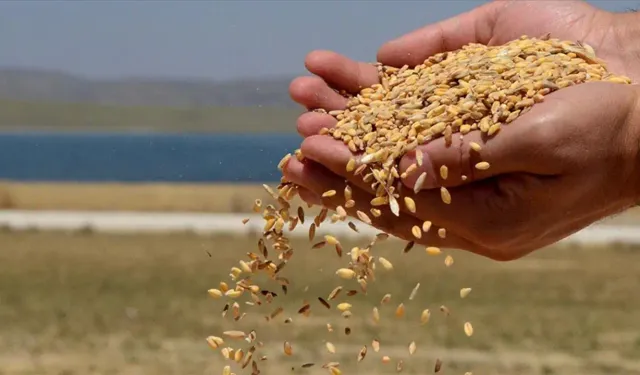 TMO, baldo, cammeo ve osmancık çeltik alım fiyatlarını açıkladı