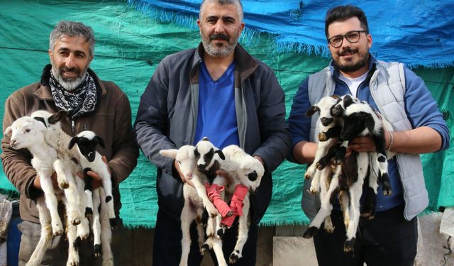 Denizli'de koyun tek doğumda 9 kuzu yaptı