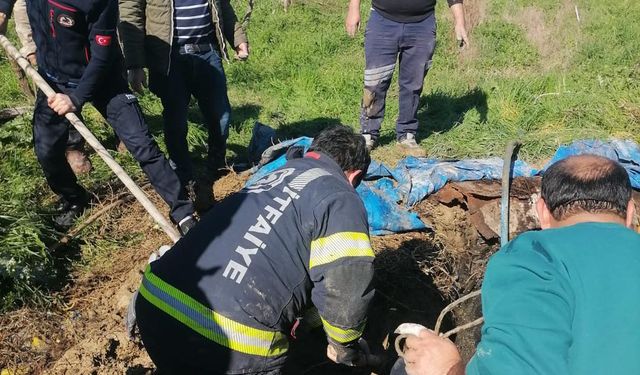 Denizli’de foseptik çukuruna düşen inek kurtarıldı