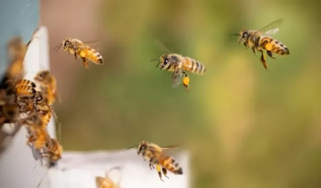 Bal arılarından ilham alan yeni nesil GPS teknolojisi geliştiriliyor