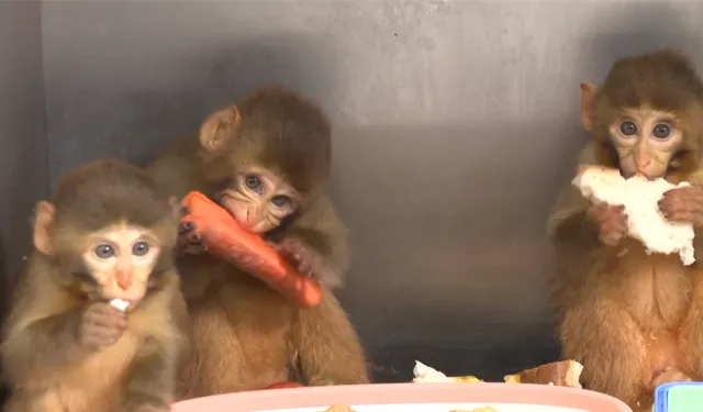 Bursa’da makak maymunu yavrularına özel bakım