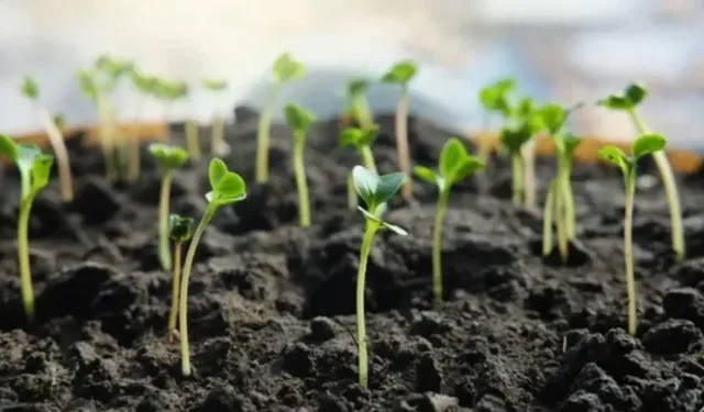 Ekimden önce yapılan bu işlem tohumların çimlenmesini hızlandırıyor