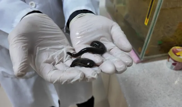 Keçi kanı tıbbi sülük üretiminde verimi artırdı