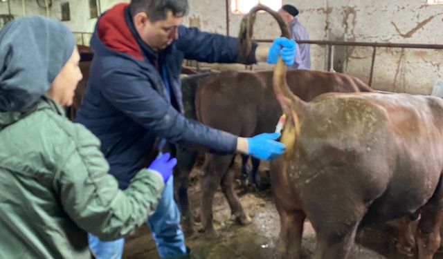 Kütahya Domaniç’te besilik sığırlara sağlık taraması