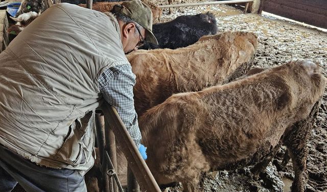 Kütahya Emet’te büyükbaş hayvanlara şap aşılama çalışması
