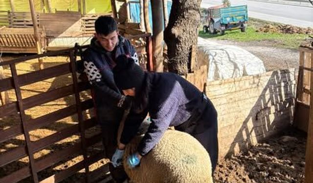 Kütahya Gediz’de küçükbaş hayvanlara aşılama çalışması