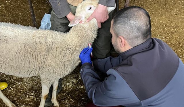 Kütahya Pazarlar’da şap Sero-Surveyans numune çalışması