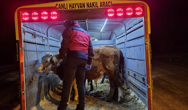 Kütahya Simav’da hayvan hastalıklarına karşı yolda denetim