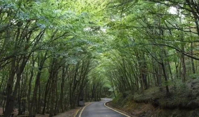 Orman sınırlarında değişiklik 21 ili kapsıyor