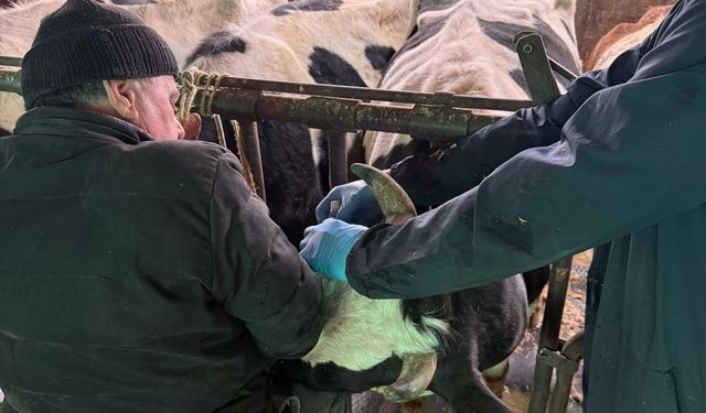 Kütahya Şaphane’de büyükbaş hayvanlara aşılama yapıldı