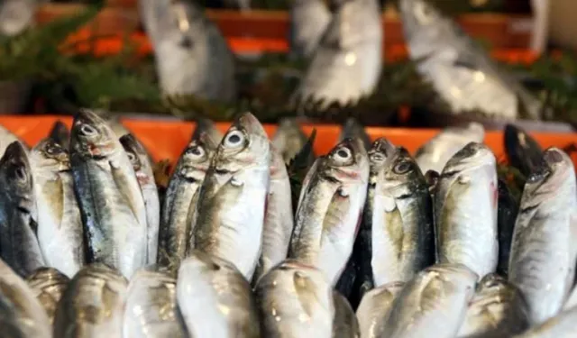 Şubat ayında hangi balık yenir?