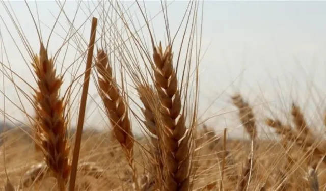 TMO buğday stoklarını günlük satışa açtı