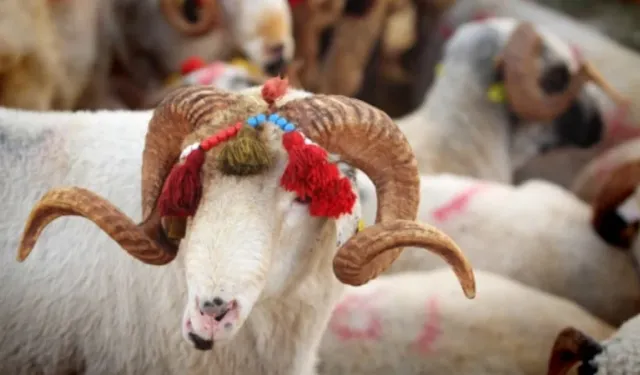 2026 Kurban Bayramı hangi günlere denk geliyor?