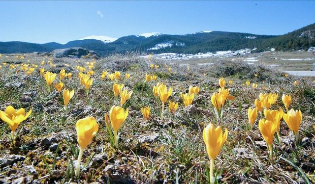 Bolu’da baharın müjdecisi çiğdemler açtı
