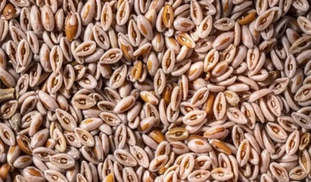 Doğal ozempic etkisi karnıyarık otu rehberi