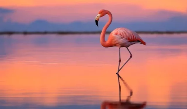 Flamingo testi dengeniz kaç saniye dayanıyor