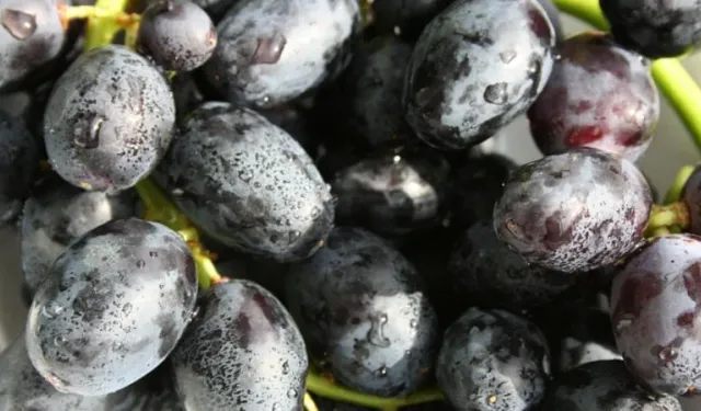 Göz altı morluklarına doğal çözüm üzüm çekirdeği yağı