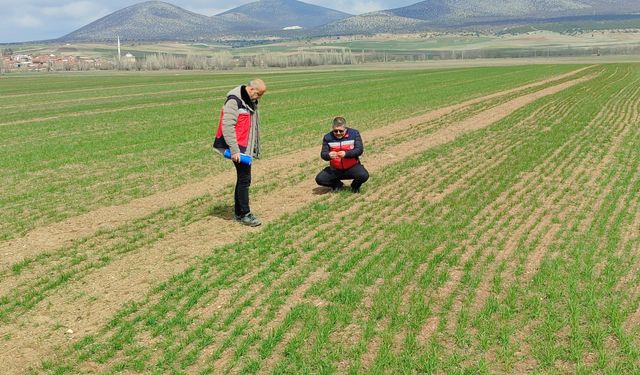 Kütahya Aslanapa’da buğday demonstrasyon çalışmaları sürüyor